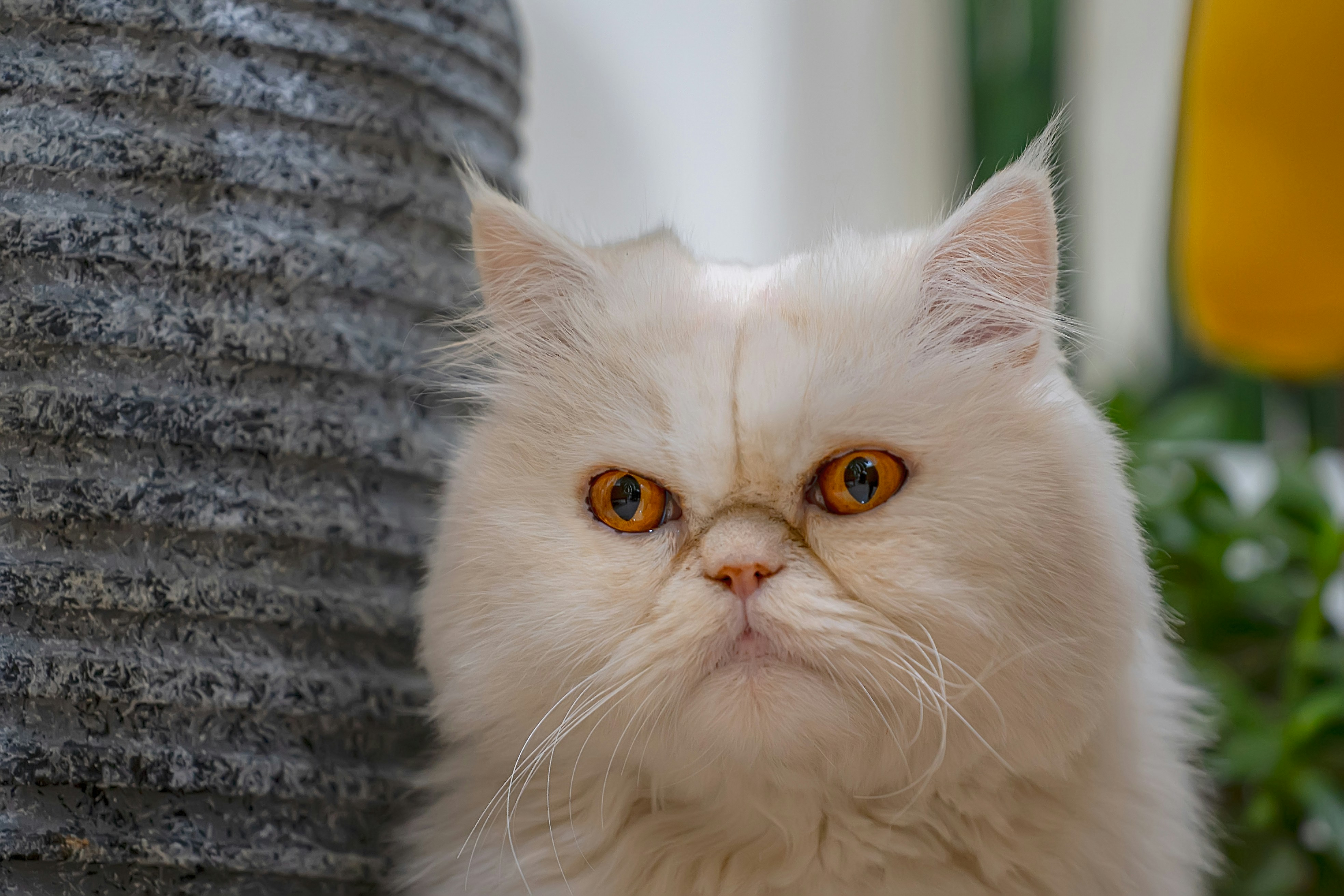 Photo by akbarnemati