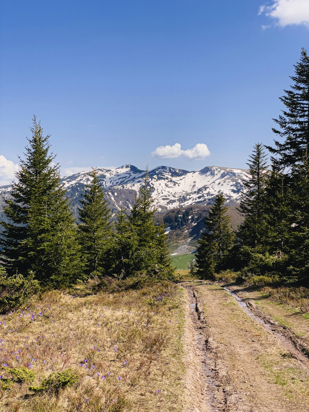 a dirt road surrounded by trees and mountains