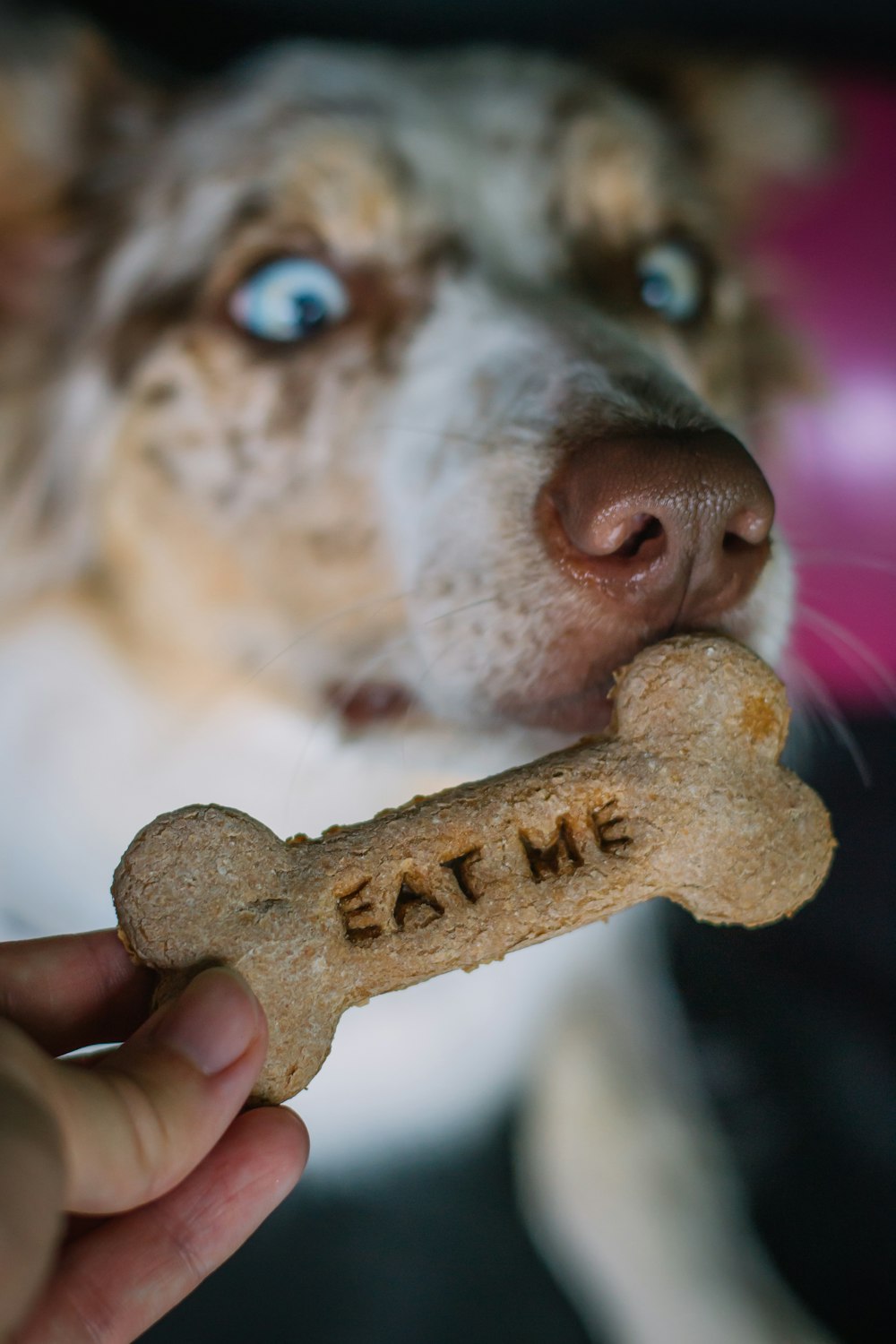 a close up of a person holding a dog bone