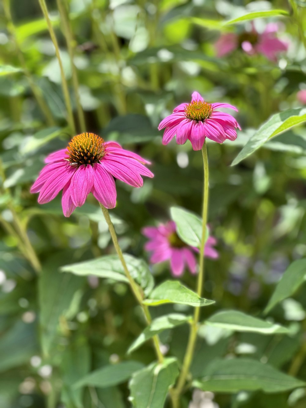 a close up of a pink flower in a field