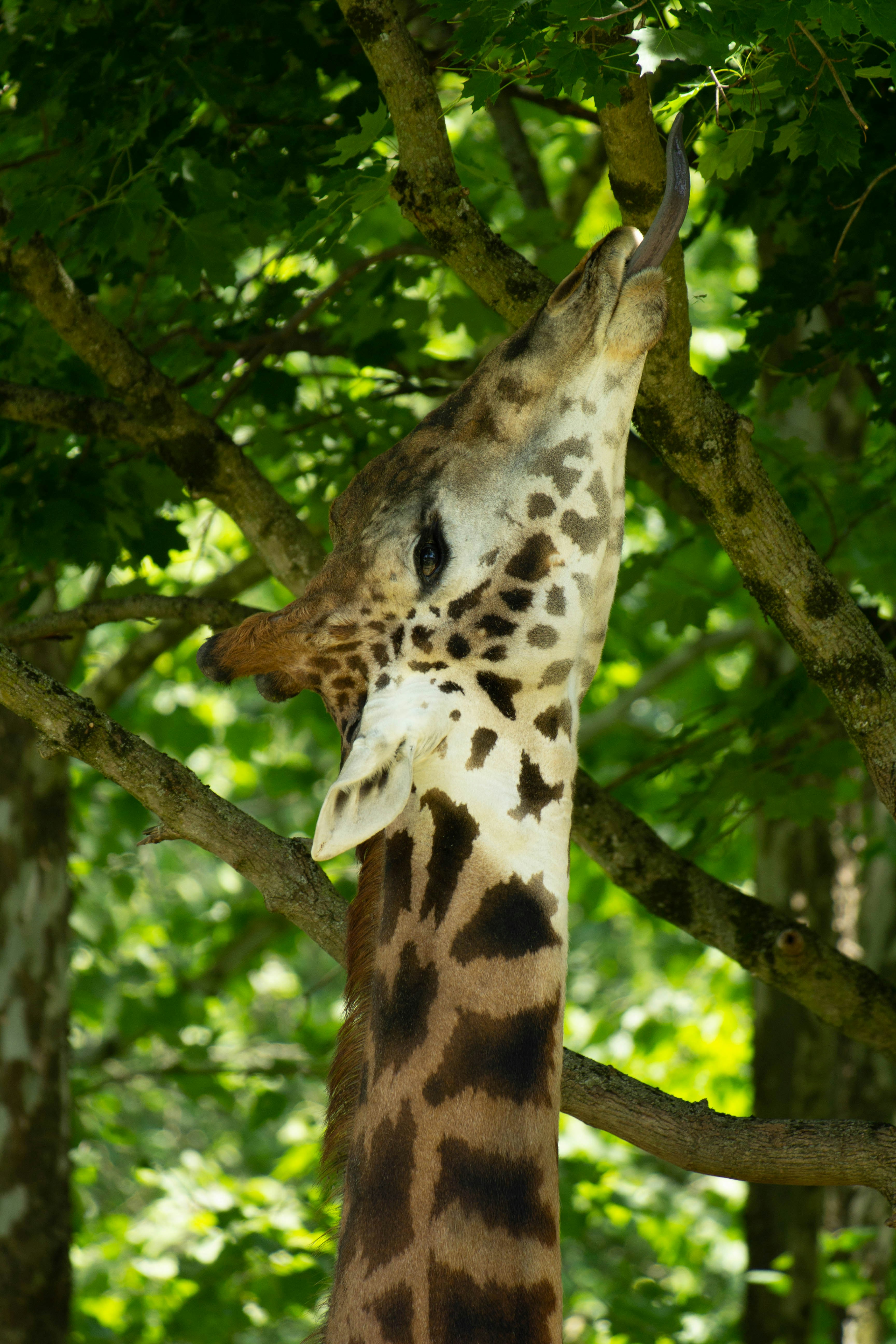 a giraffe reaching up to eat leaves from a tree