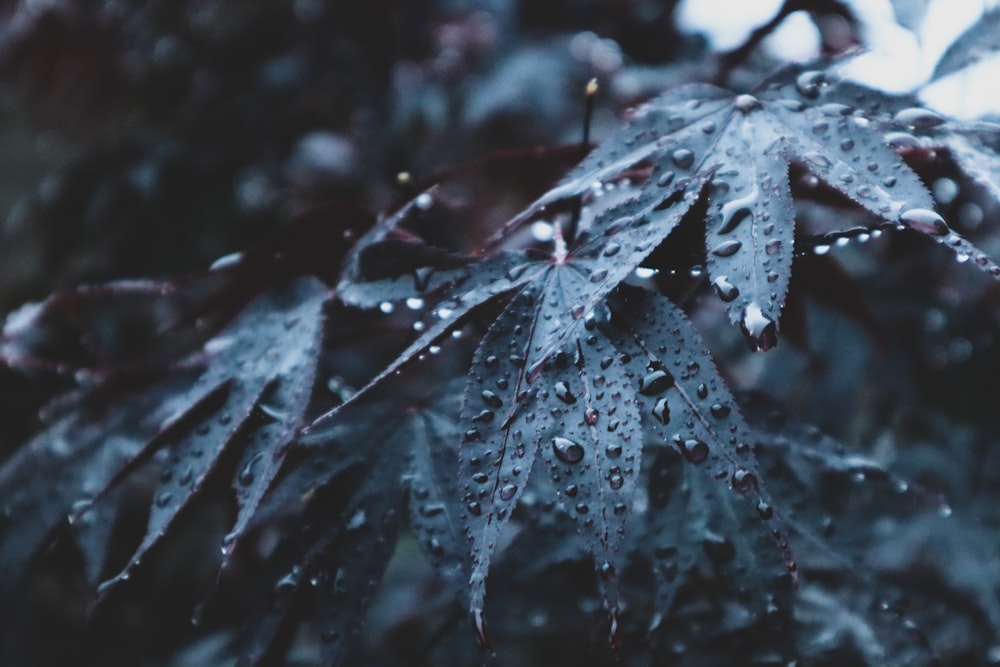 a close up of a leaf with drops of water on it