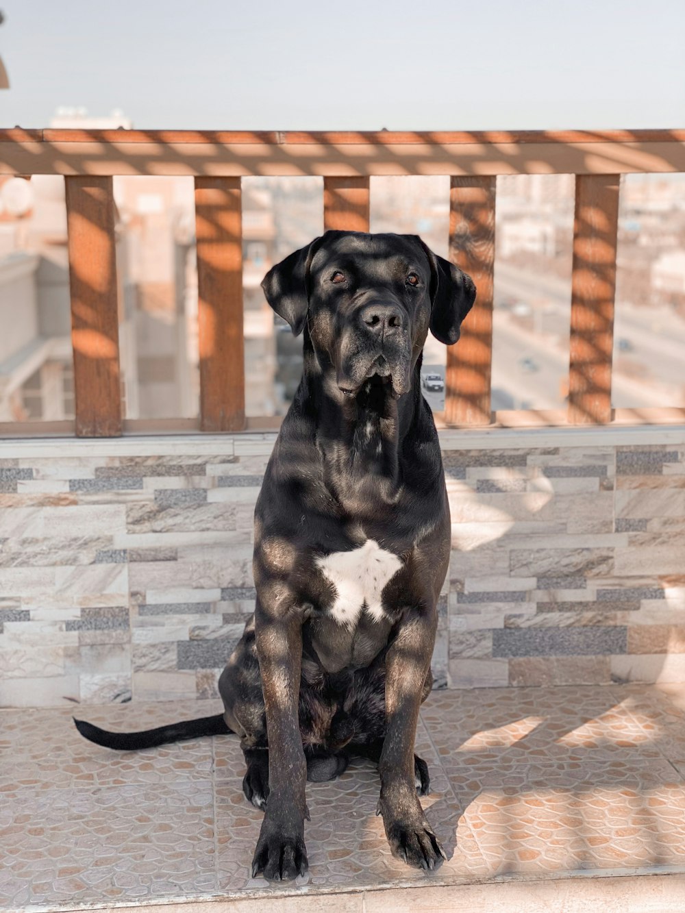 a large black dog sitting on top of a tiled floor