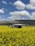A drone hovers in the foreground over a vibrant yellow field, likely composed of flowering plants. In the background, a blue sky with scattered white clouds stretches above distant hills or mountains.