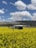 A drone hovers in the foreground over a vibrant yellow field, likely composed of flowering plants. In the background, a blue sky with scattered white clouds stretches above distant hills or mountains.
