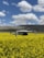 A drone hovers in the foreground over a vibrant yellow field, likely composed of flowering plants. In the background, a blue sky with scattered white clouds stretches above distant hills or mountains.