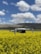 A drone hovers in the foreground over a vibrant yellow field, likely composed of flowering plants. In the background, a blue sky with scattered white clouds stretches above distant hills or mountains.