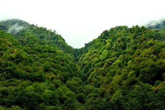 a lush green forest filled with lots of trees