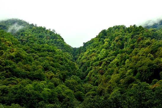 a lush green forest filled with lots of trees