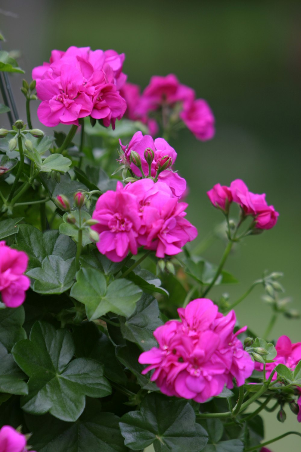 ein Strauch rosa Blüten mit grünen Blättern