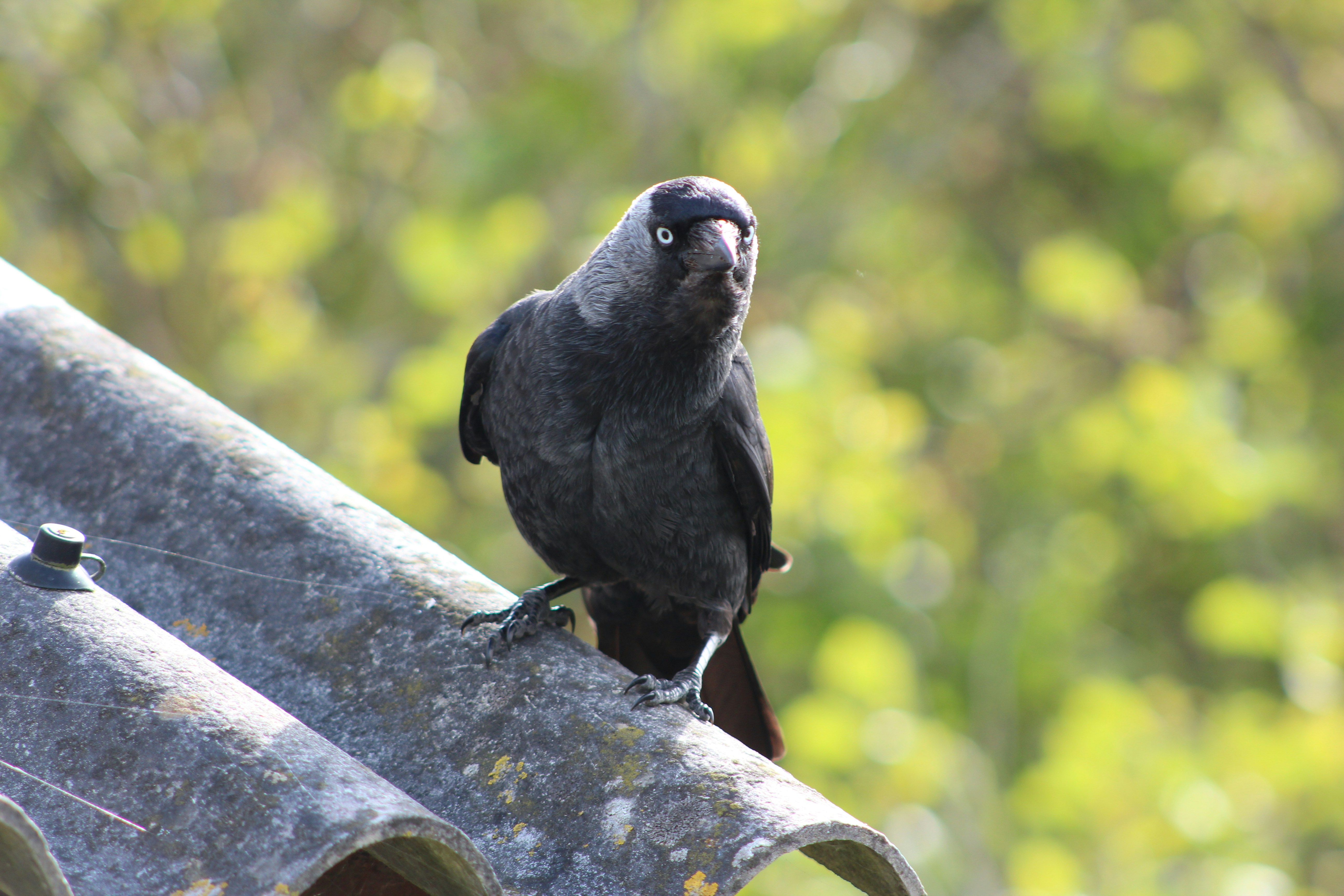 # Maifeiertag 2023: Traditionen und Bedeutung