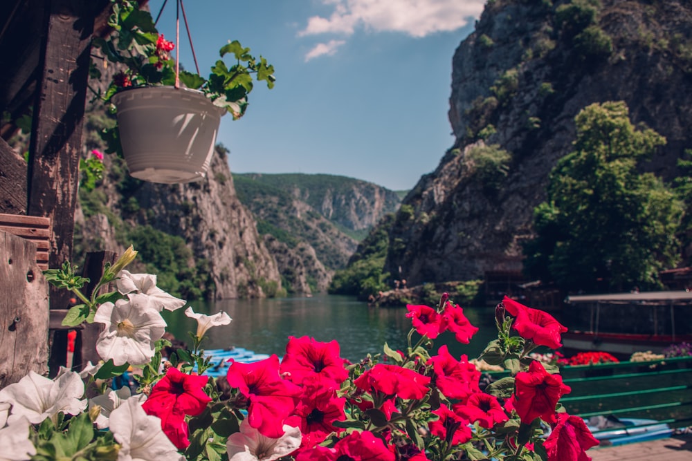 a bunch of flowers that are by some water