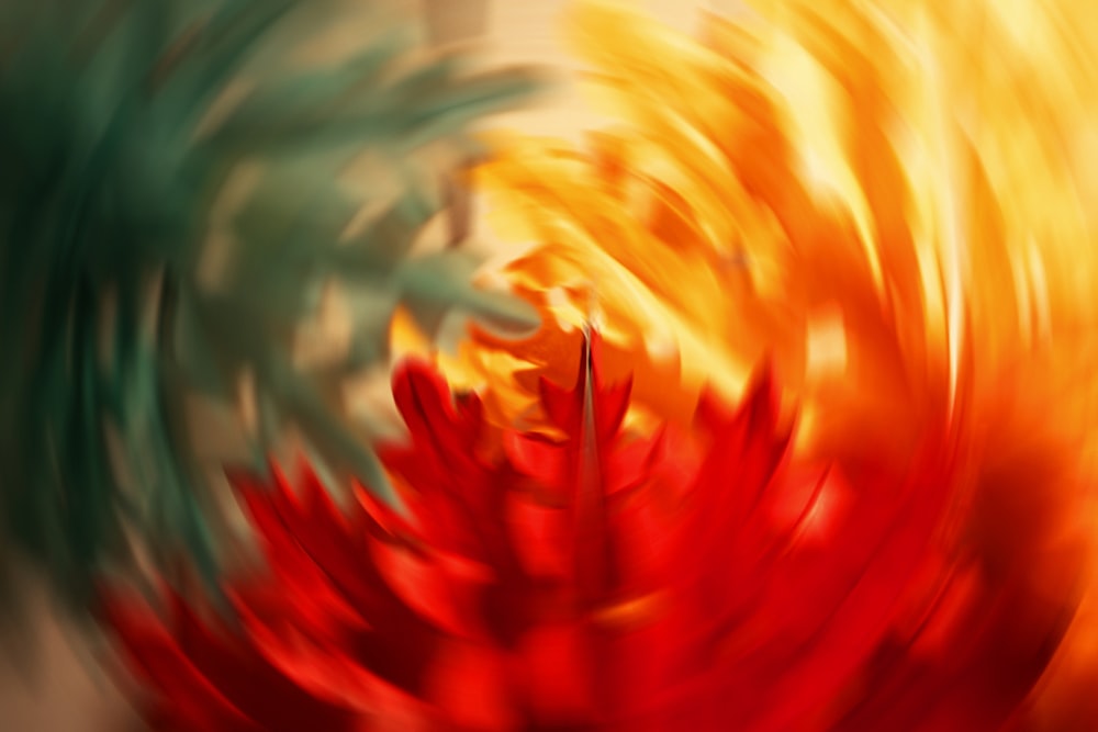 a blurry photo of a red and yellow flower