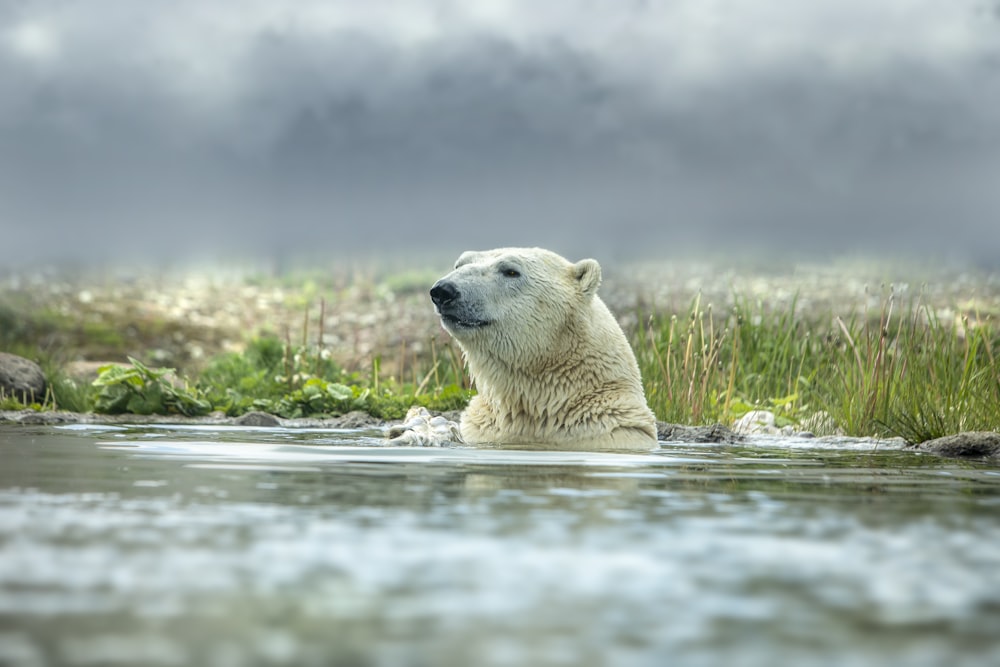 um urso polar nadando em um corpo de água