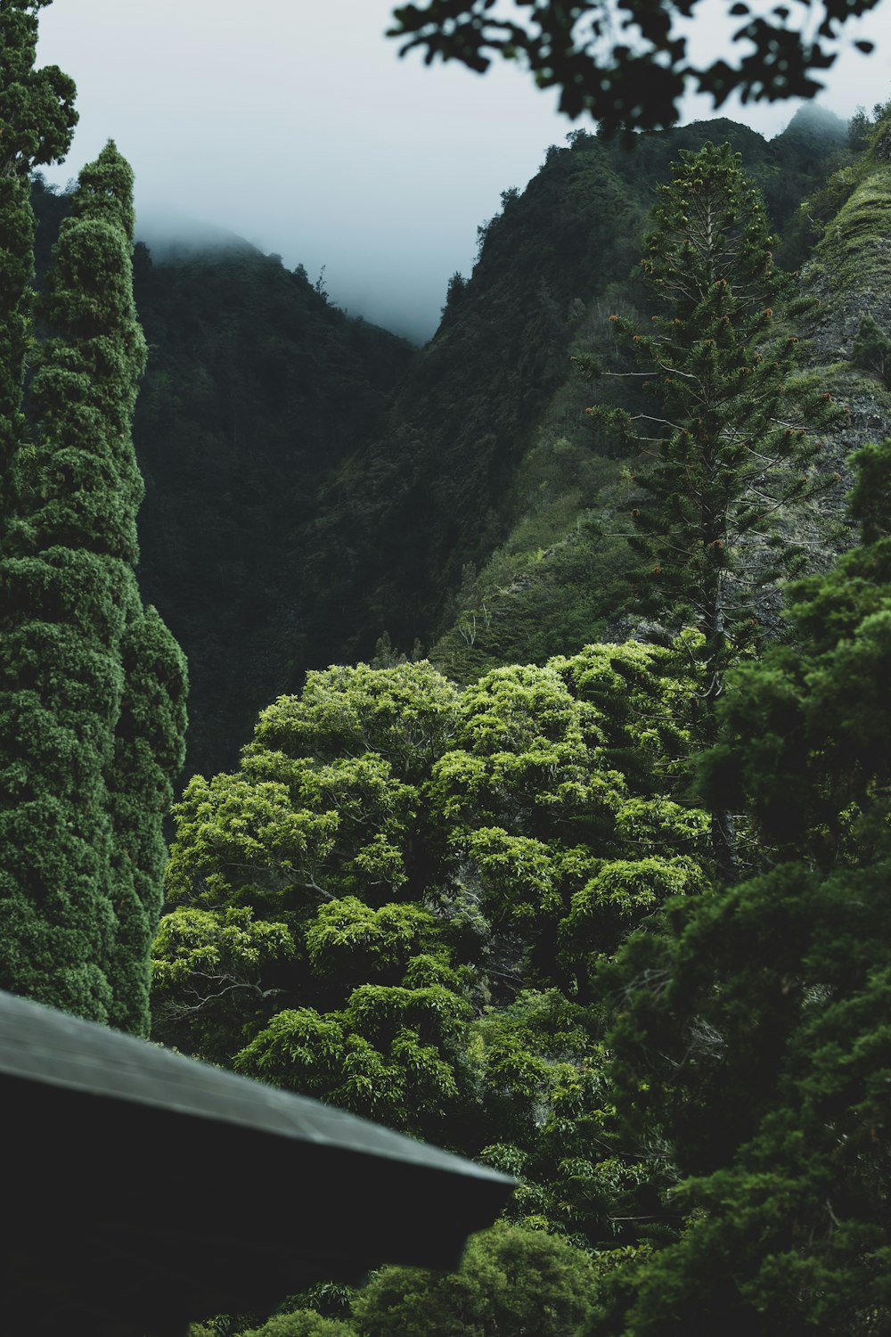 a group of trees in the middle of a forest