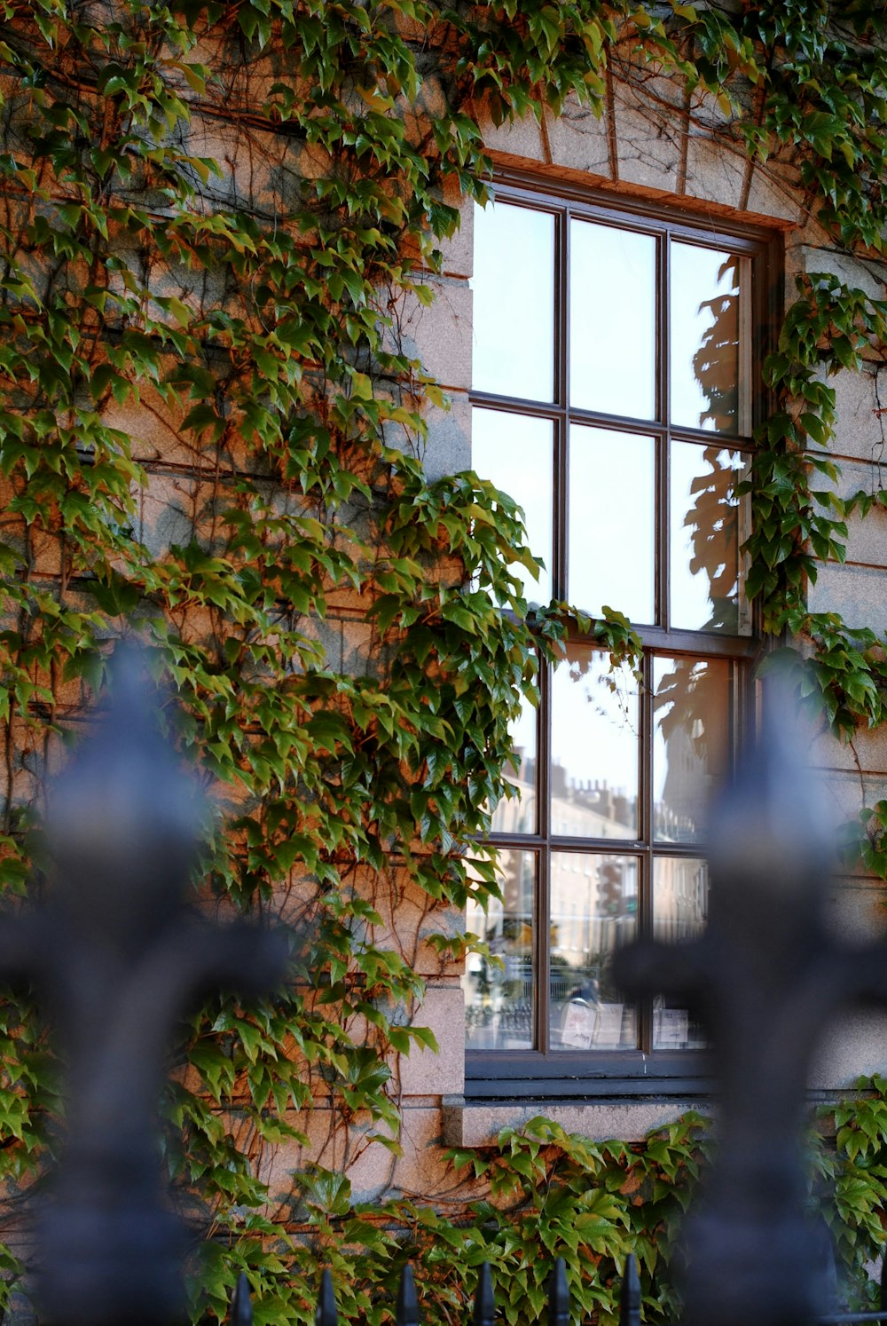 a window with vines growing on the side of it