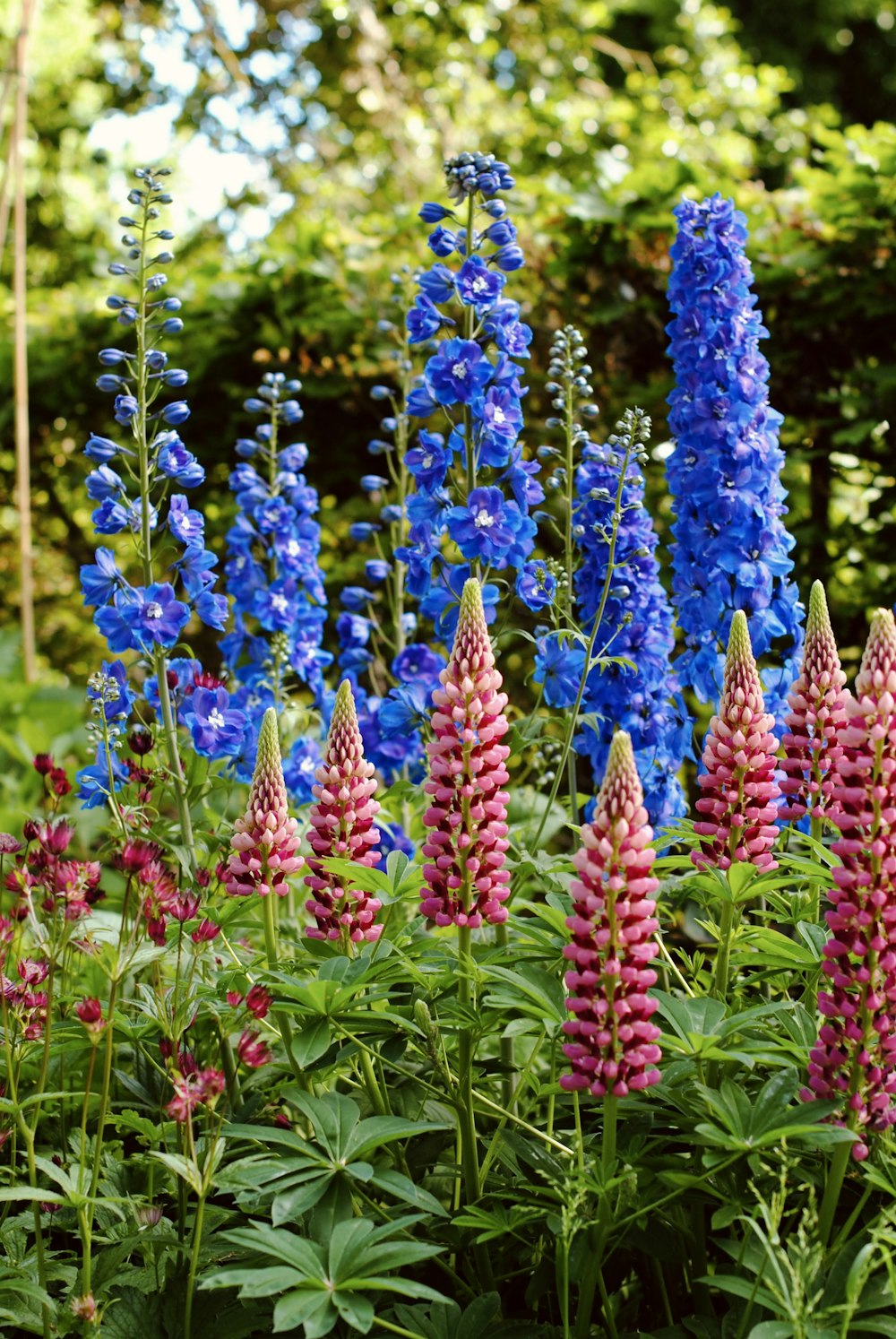 a bunch of blue and pink flowers in a garden