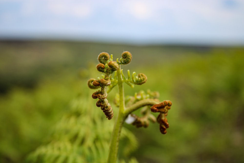 a close up of a plant in a field