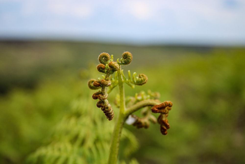 um close up de uma planta em um campo