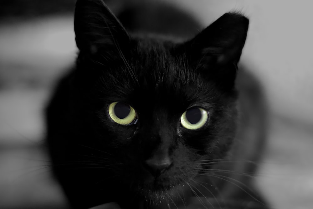 a black cat with green eyes looking at the camera
