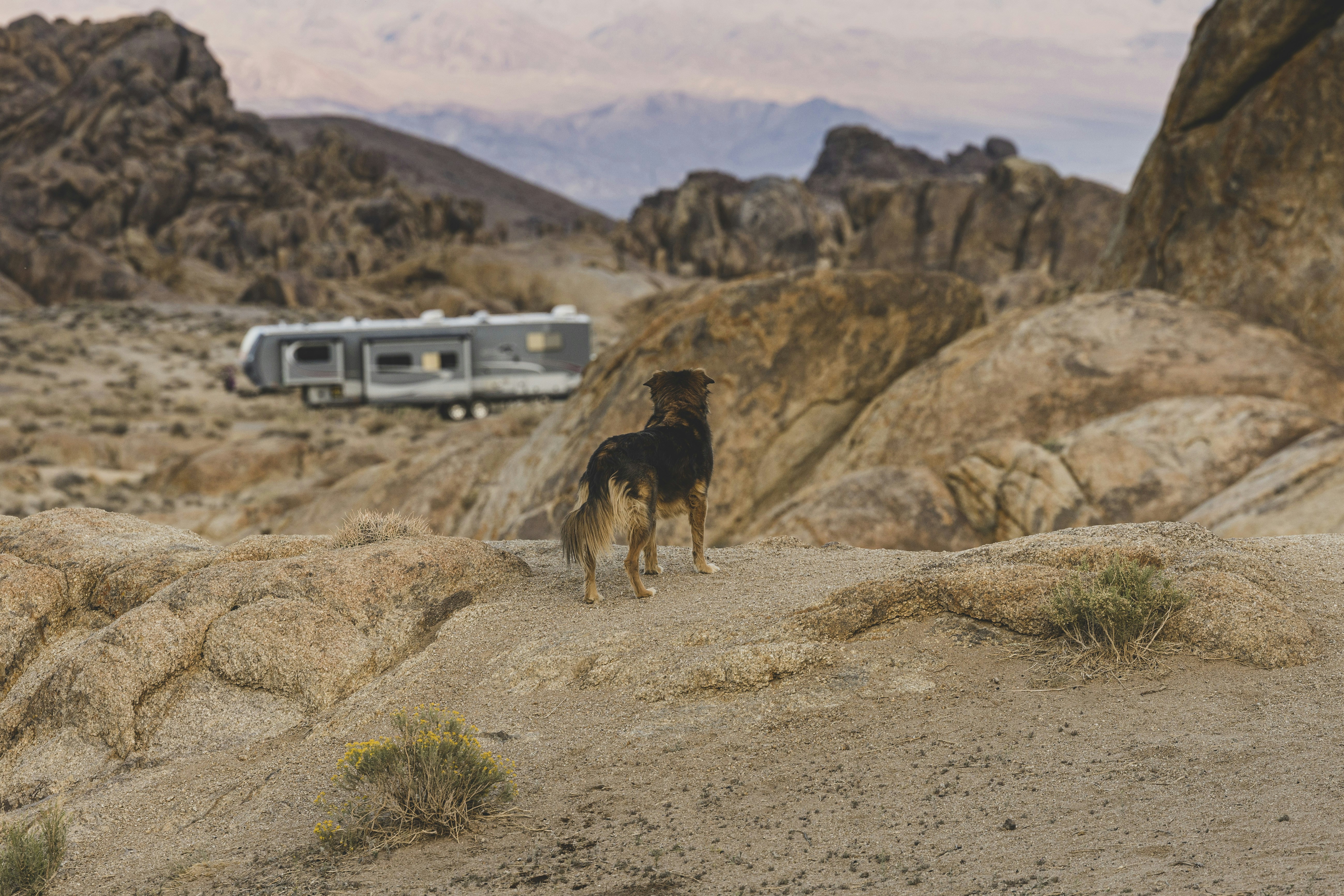 a dog standing on top of a dirt hill