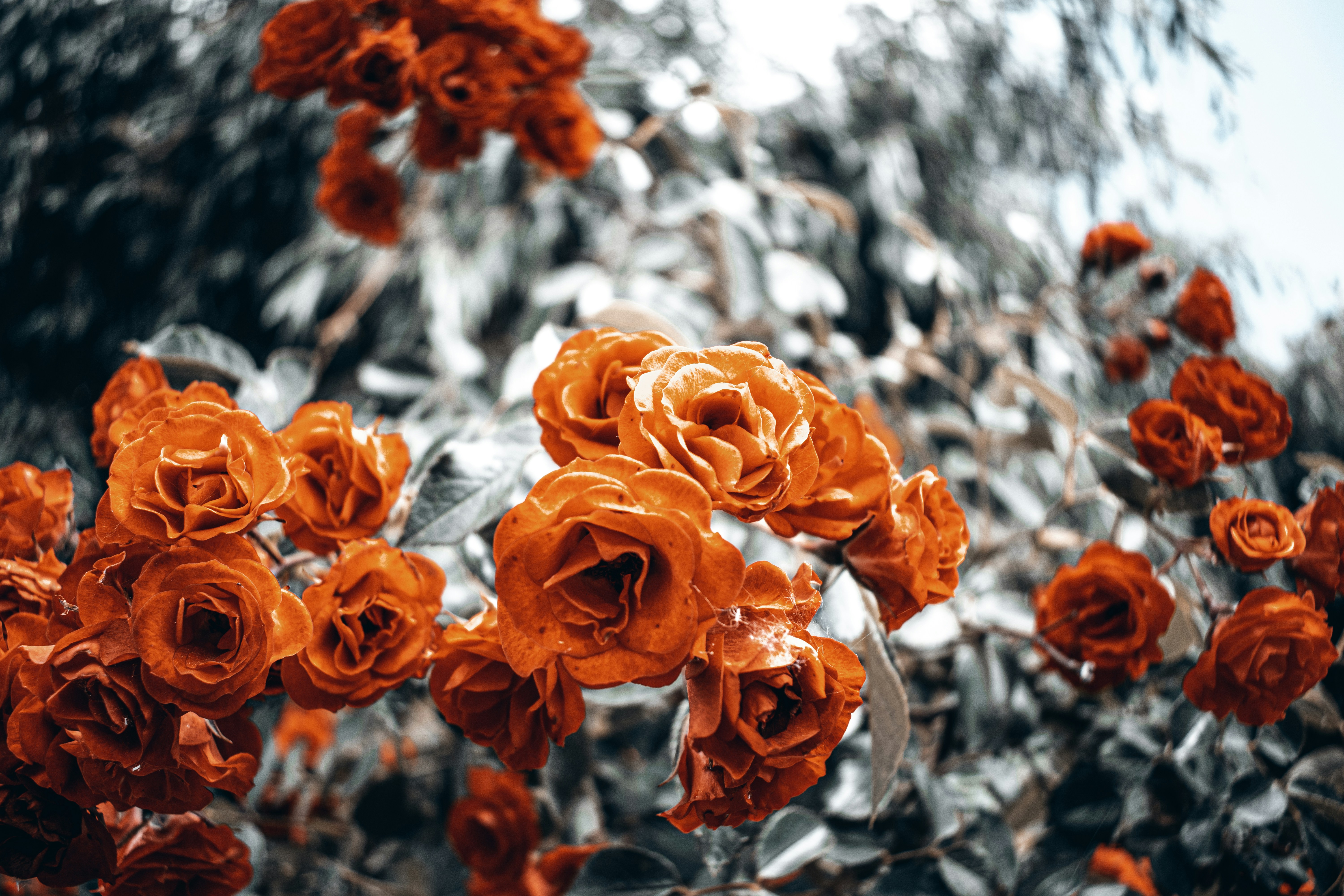 Photo by vadym_alyekseyenko