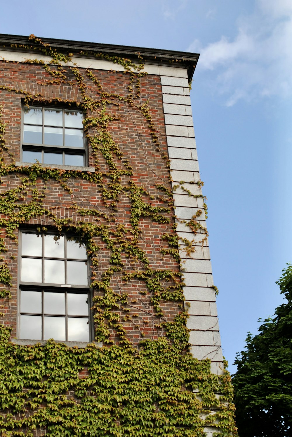 a tall brick building covered in ivy