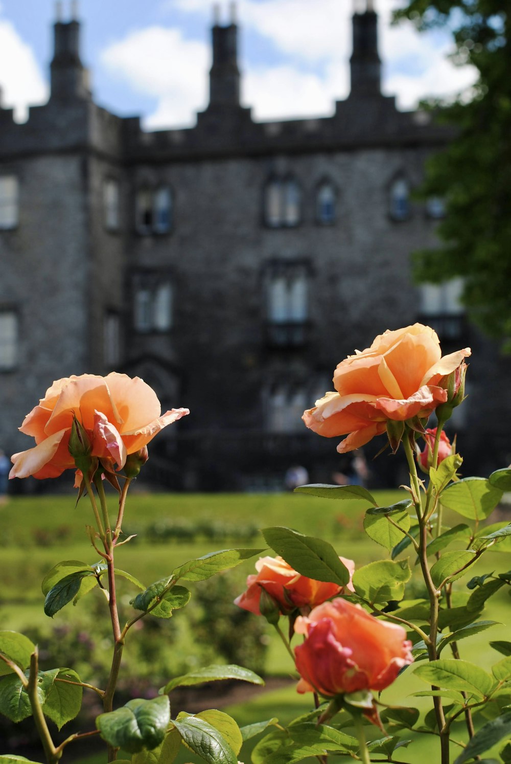 Due rose arancioni davanti a un castello