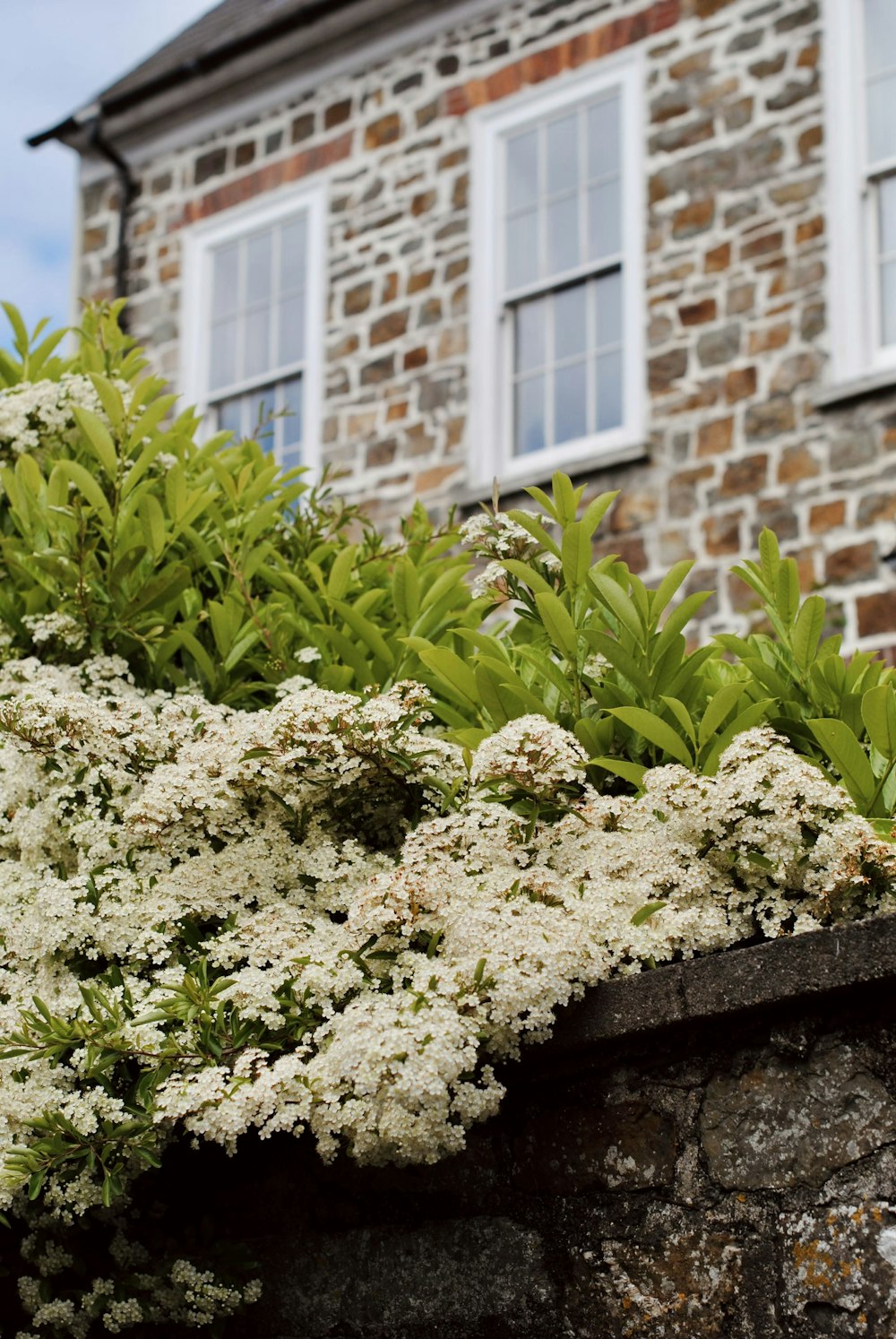 a bush of white flowers next to a brick building