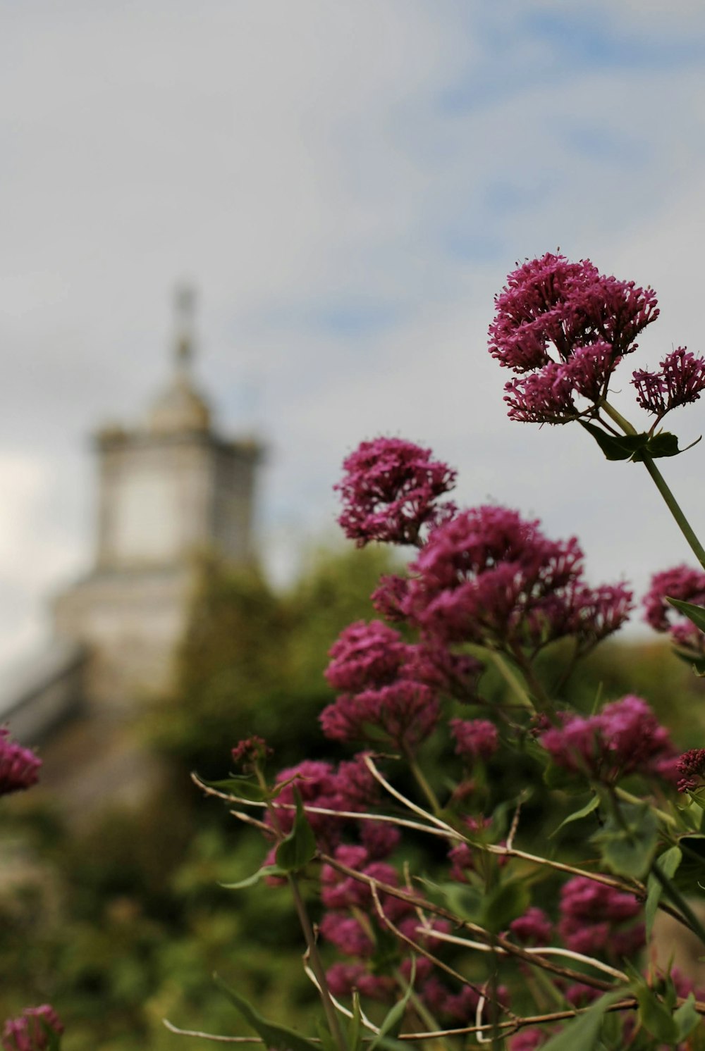 ein Strauß lila Blumen mit einem Gebäude im Hintergrund