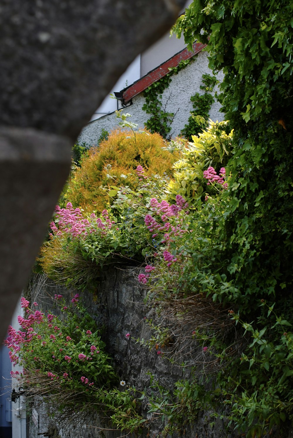 a stone wall with a bunch of flowers growing on it