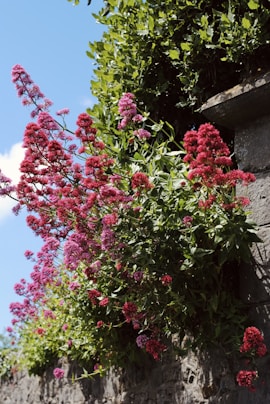 Valerian 