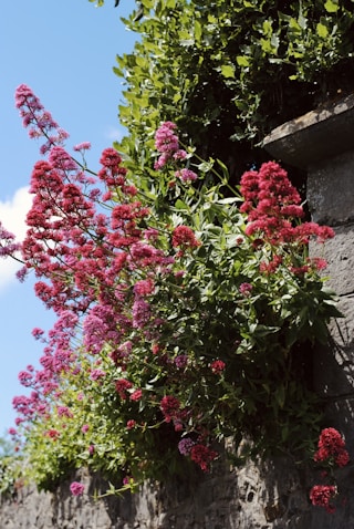 Valerian 