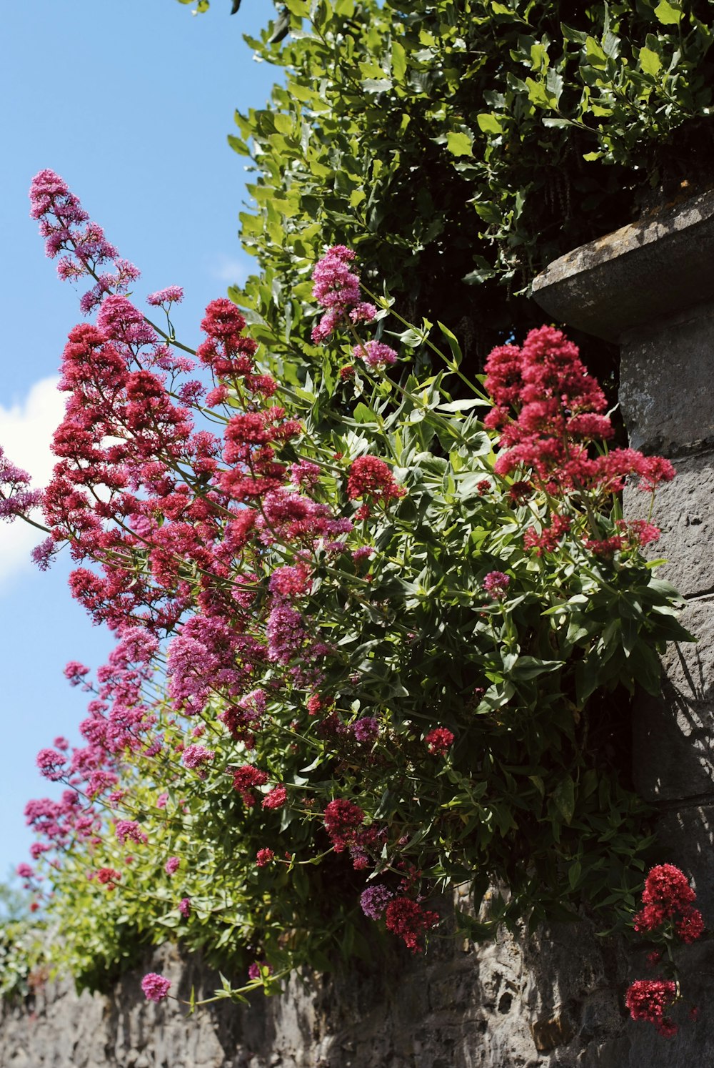 a bunch of pink flowers hanging from a stone wall