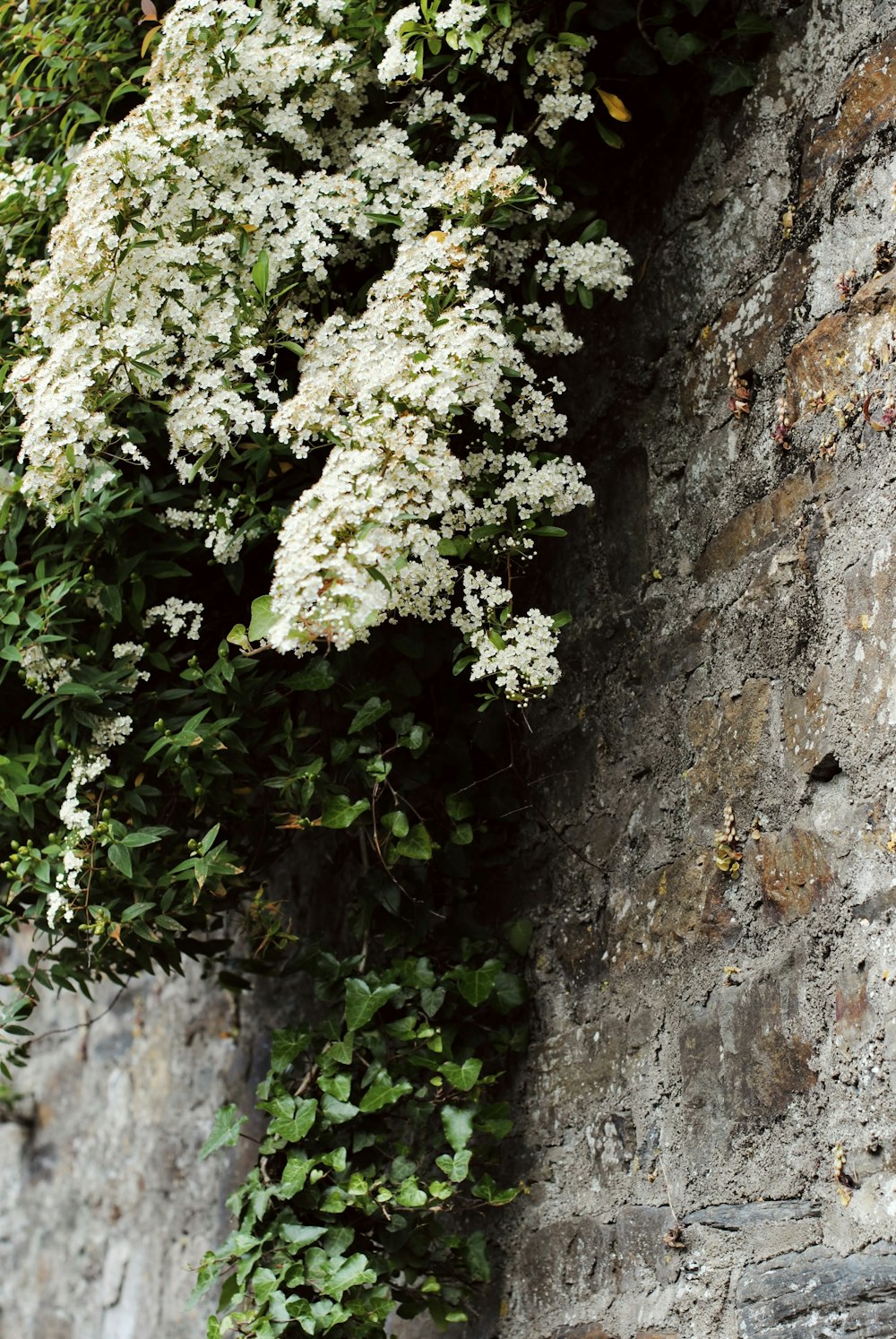 white flowers growing on the side of a stone wall
