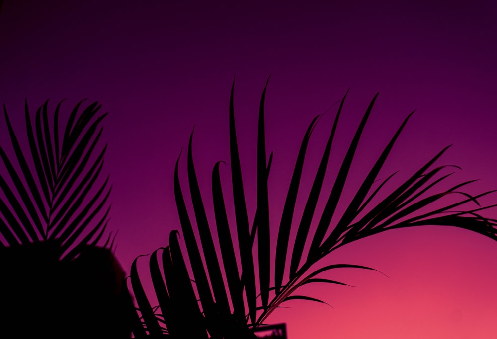 a silhouette of a palm tree against a purple sky