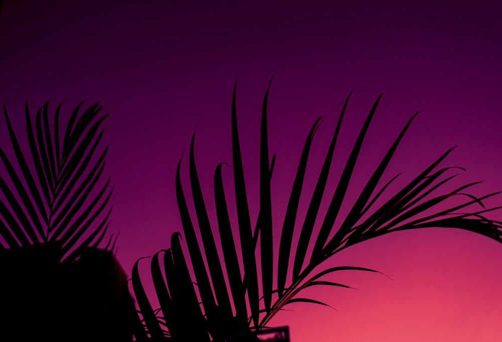 una silueta de una palmera contra un cielo púrpura