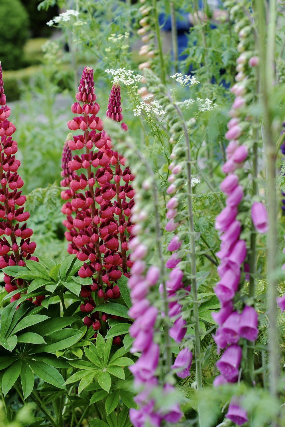 a bunch of flowers that are in the grass