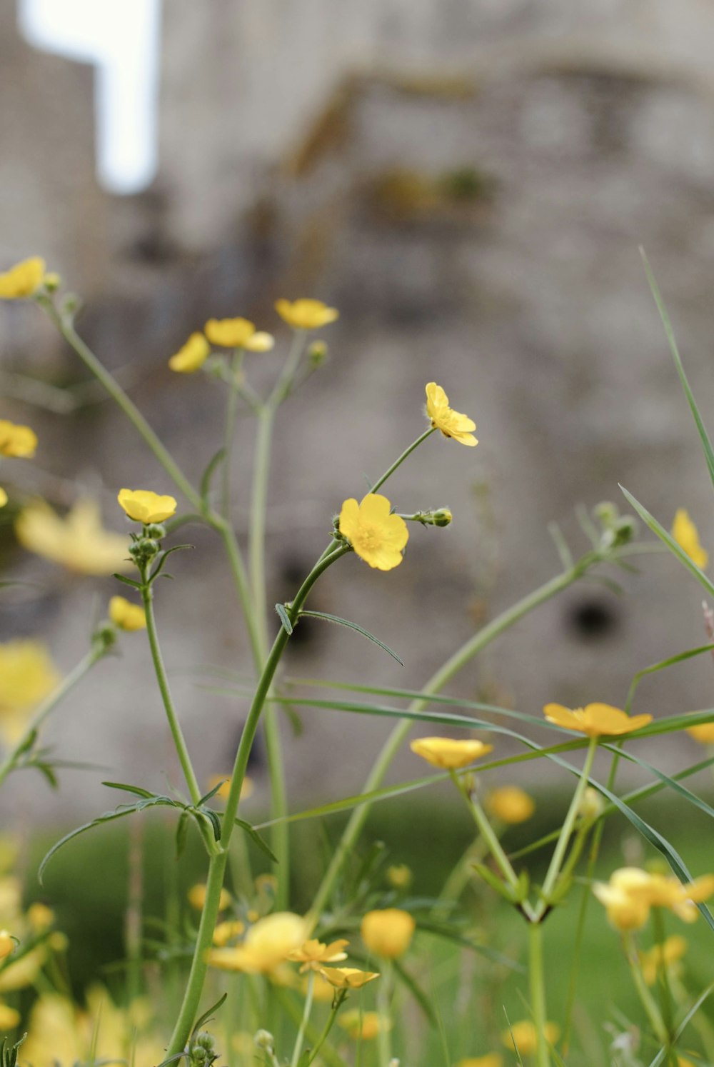 a bunch of flowers that are in the grass