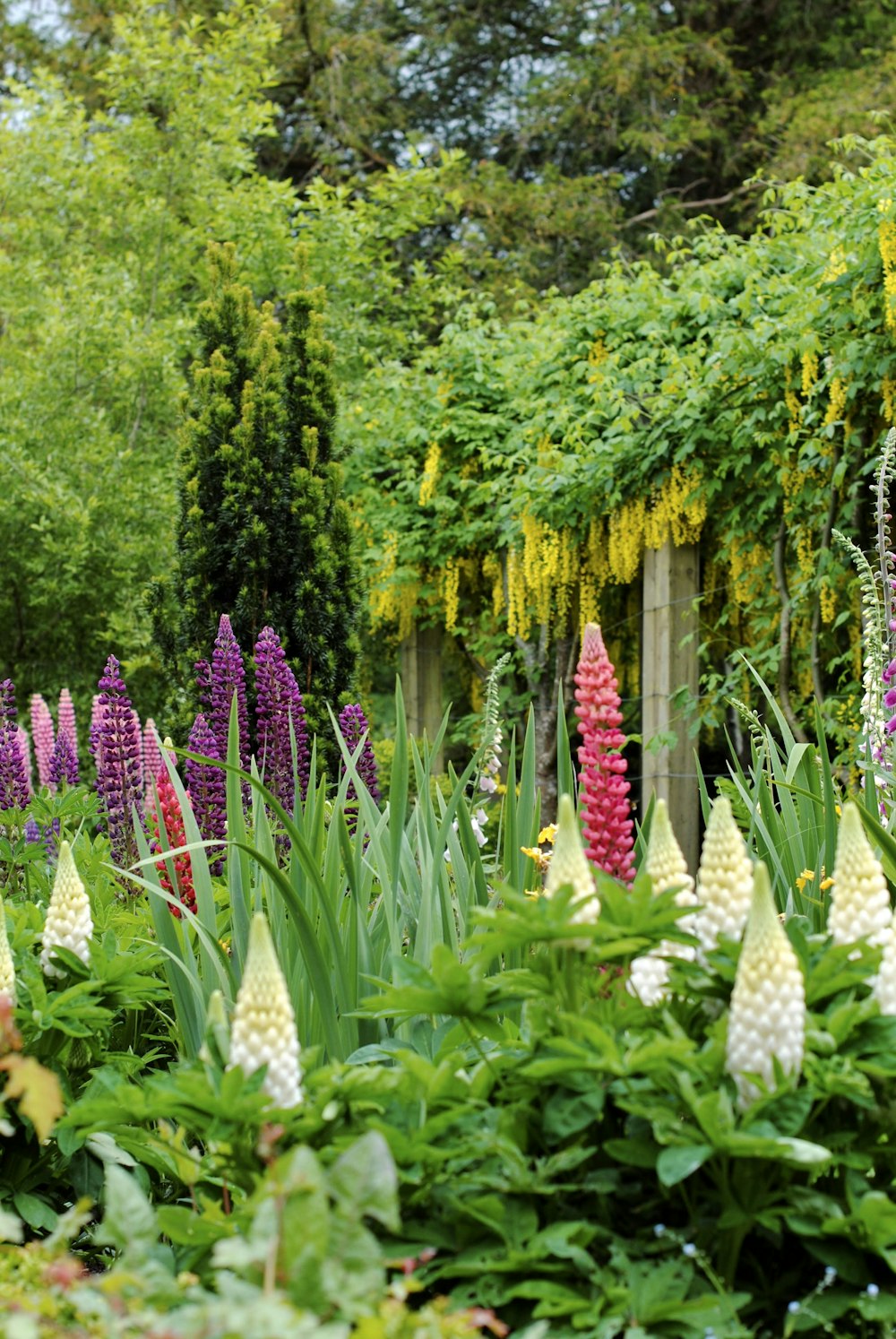 a garden filled with lots of purple and white flowers