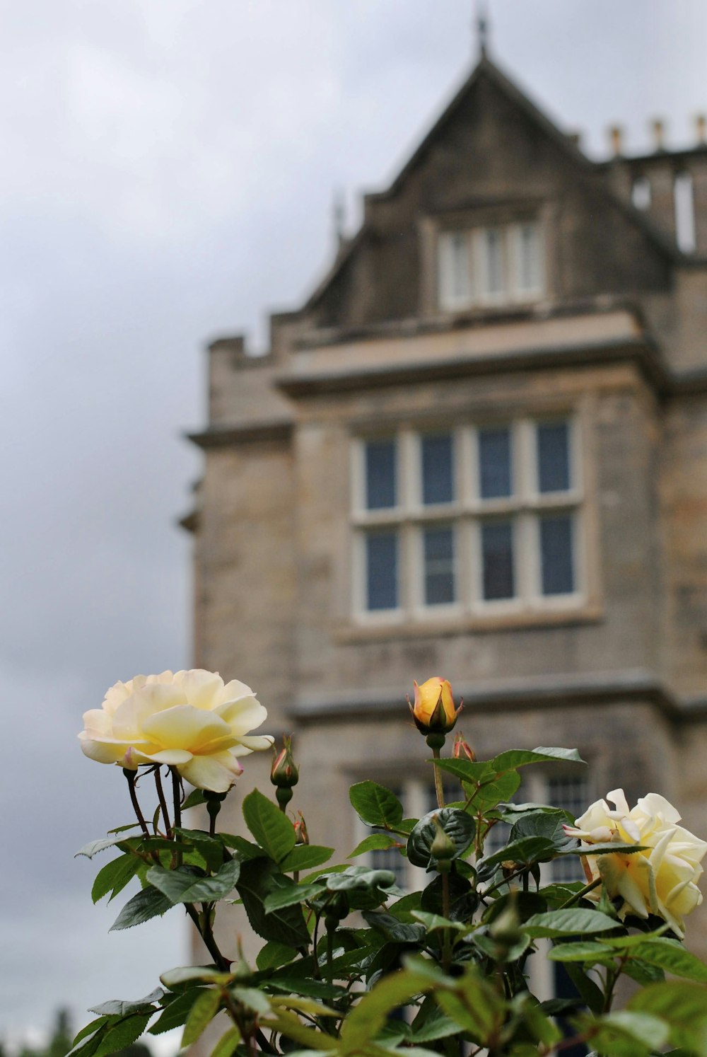 a yellow rose in front of a large building