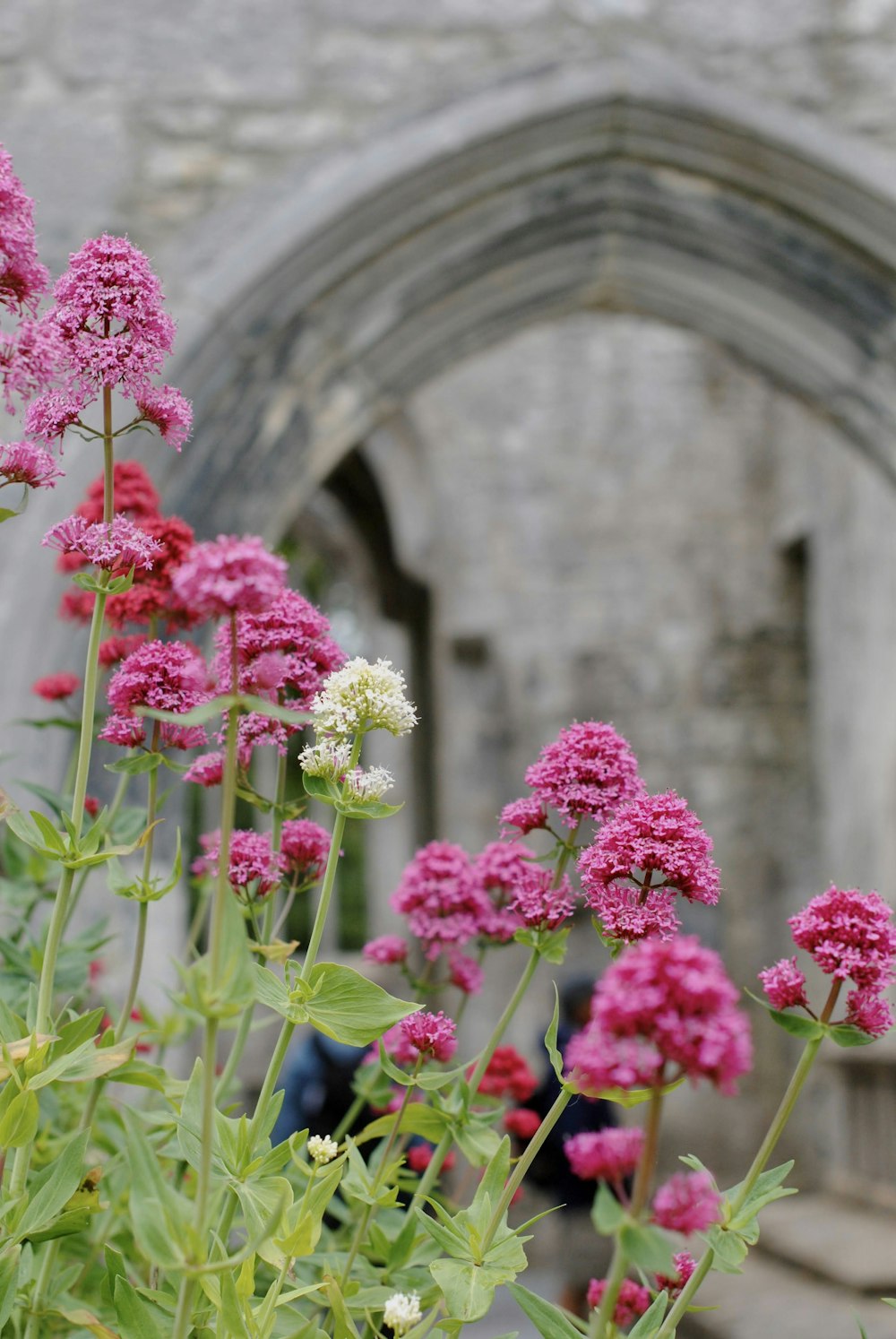 a bunch of flowers that are in front of a building