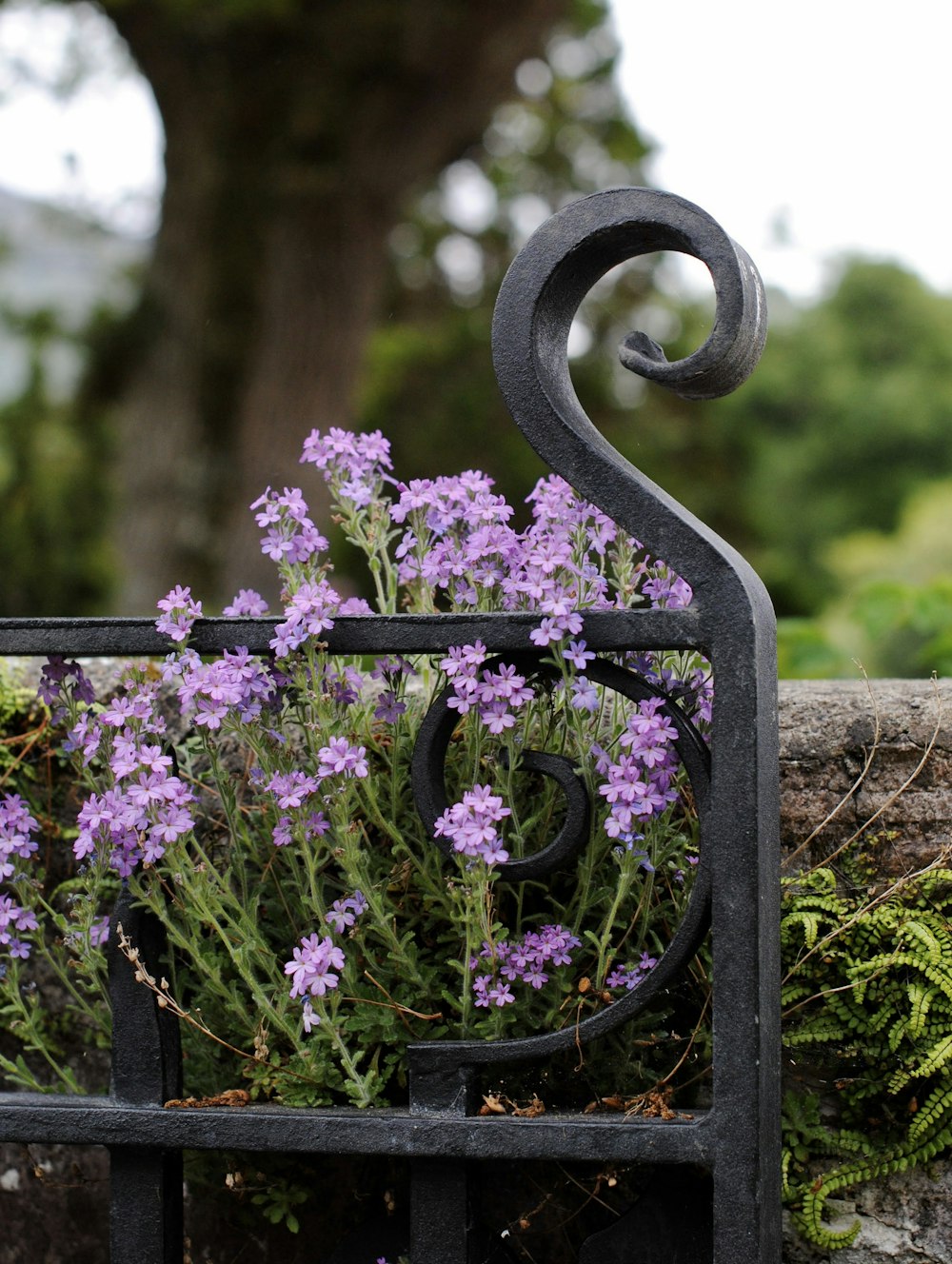 a bunch of purple flowers growing out of a metal planter