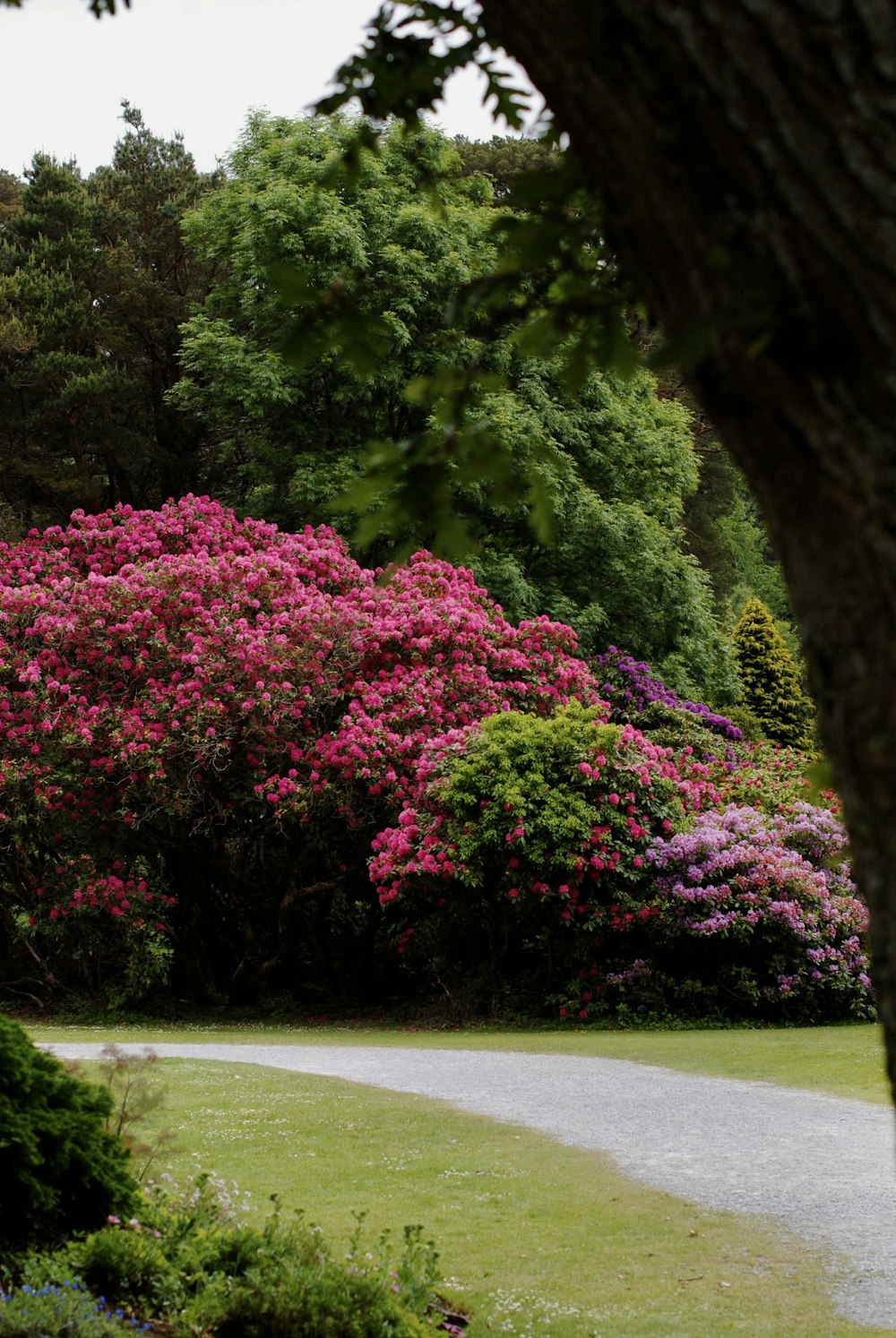 a path through a lush green forest filled with pink flowers