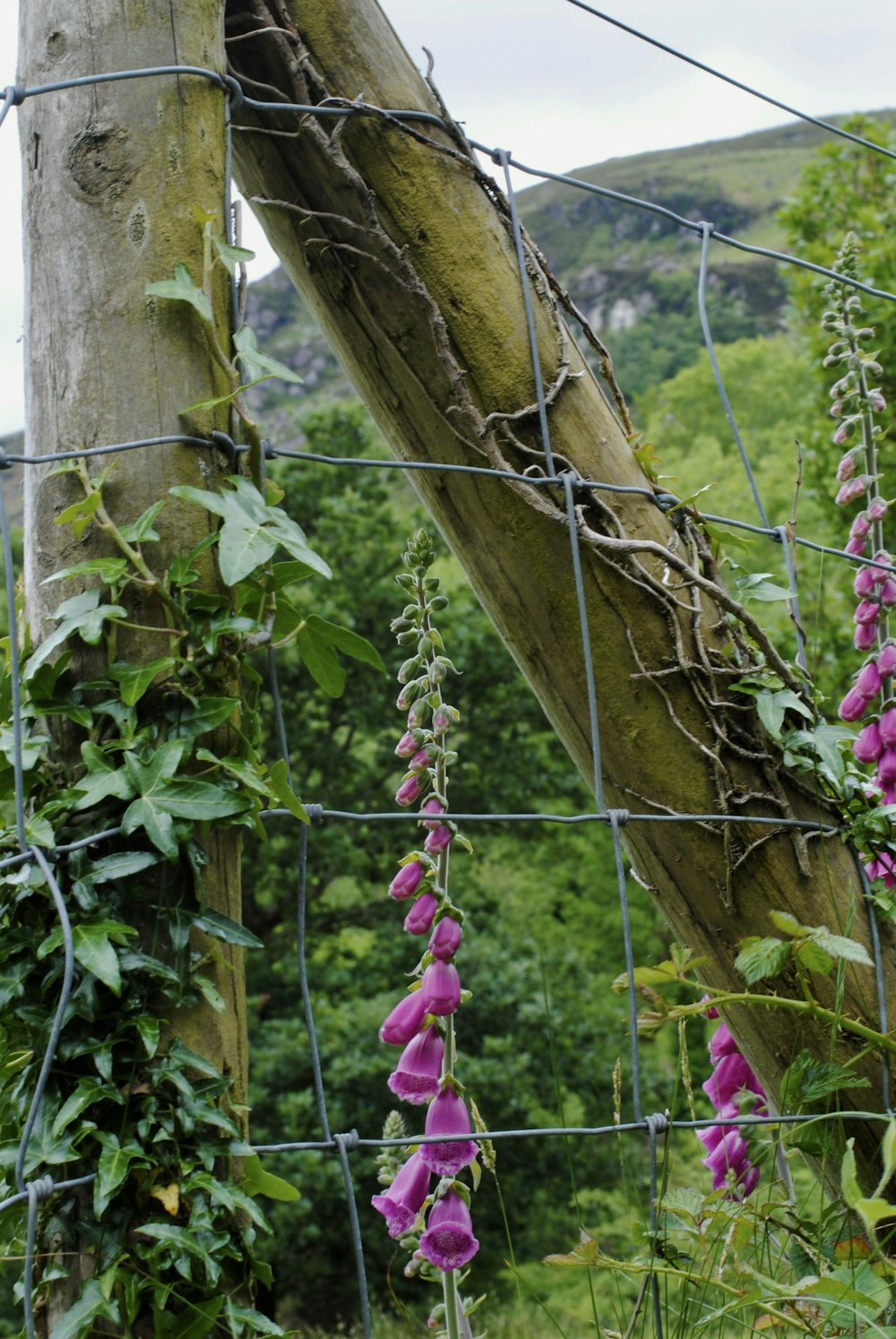 purple flowers are growing on a wire fence