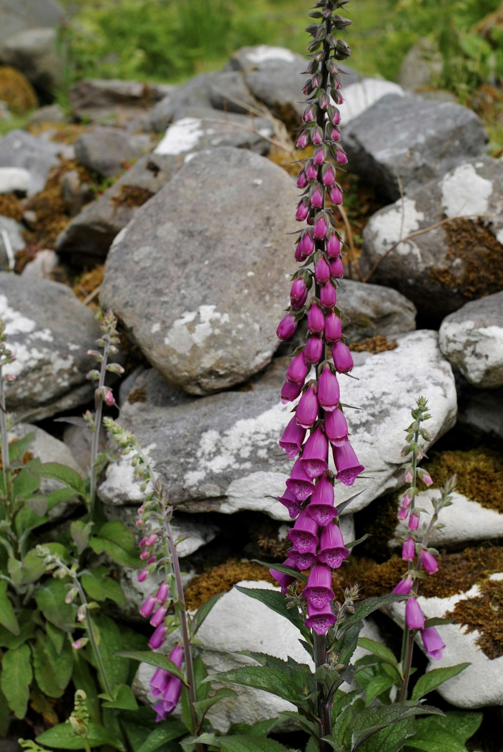 a purple flower growing out of some rocks