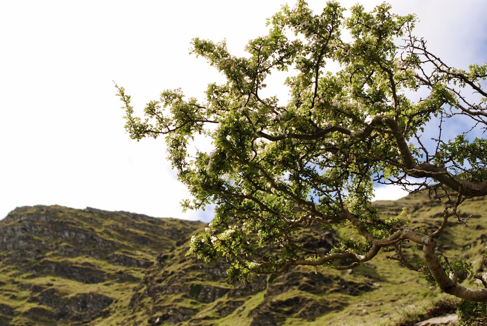 a tree in the foreground with a mountain in the background