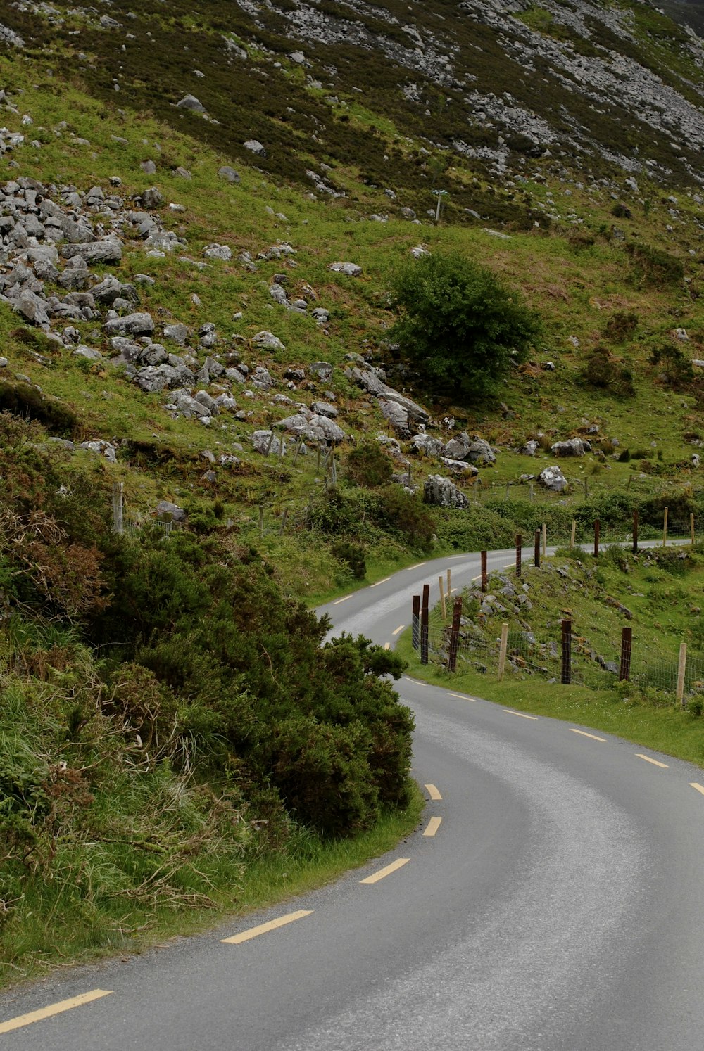 a sheep standing on the side of a road