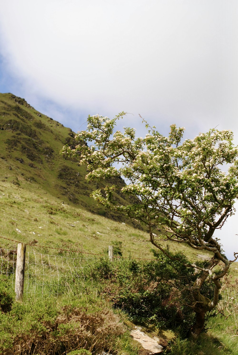 a tree on a hill with a fence in the foreground