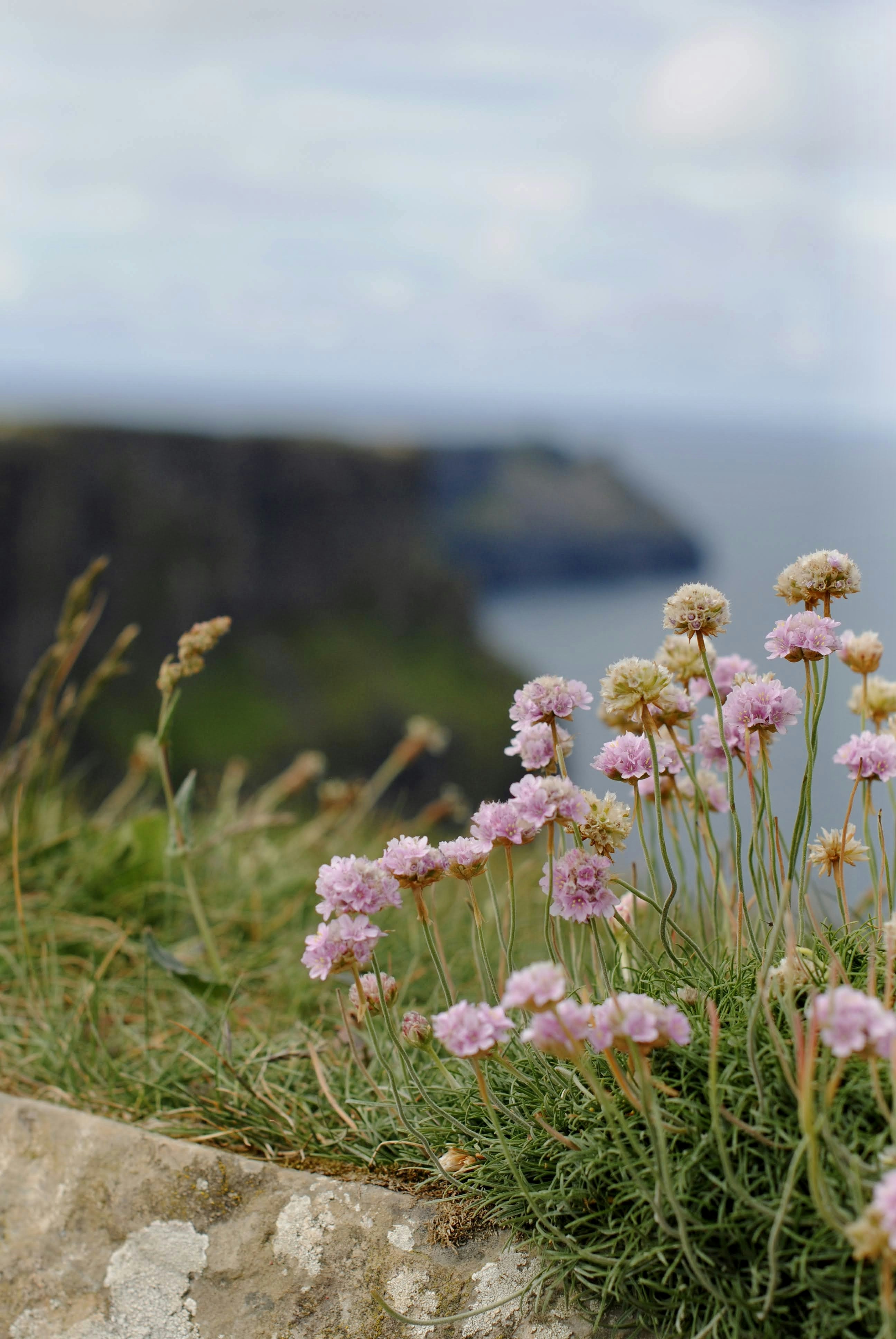 un bouquet de fleurs qui sont près de quelques rochers